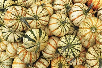 Many Carnival squashes with yellow and green stripes