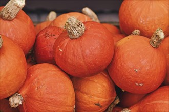 Pile of many red Kuri Hokkaido squashes