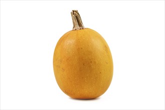 Single yellow skinned Spaghetti squash on white background