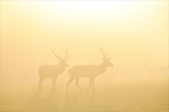 Red deer (Cervus elaphus) in the rut, male, captive, morning mood, Rhodes, Département Moselle,