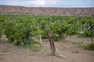 Belen, New Mexico, A vineyard in the New Mexico desert belonging to Chavez Brothers Vineyard. The