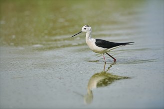 Black-winged stilt (Himantopus himantopus) walking in the water, Camargue, France, Europe