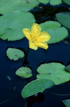 Fringed Water-lily (Nymphoides peltata), Germany, Europe