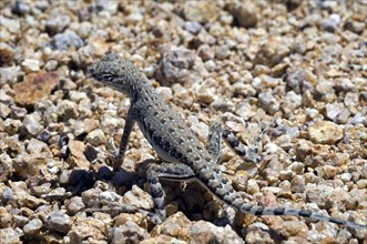 Zebra-tailed lizard, Zebra-tailed iguana, Zebra-tailed lizards, Zebra-tailed iguanas, Other