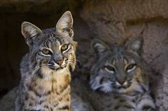 Two bobcats (Lynx rufus) (Felis rufus) resting at the mouth of the cave, native to southern Canada,