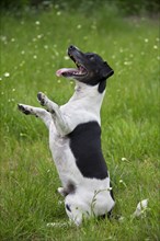 Jack Russell Terrier, pedigree dogs, terriers, domestic dogs (Canis lupus familiaris), pets,