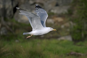 Herring gull, european herring gulls (Larus argentatus), Gulls, Animals, Birds, Herring gull flying