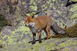 Red fox, red foxes (Vulpes vulpes), Fox, Foxes, Canines, Predators, Mammals, Animals, Red fox in