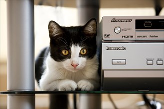 Felidae (Felis catus) next to the stereo in the living room