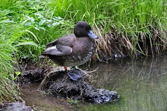 Female tufted duck (Aythya fuligula) resting on the bank of a pond, Germany, Europe