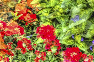 Oilpainting-like shot, various bright flowers, red and purple flowers creative, Flaming Catchfly