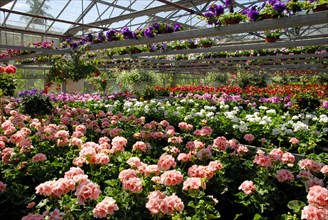 Nursery with various summer flowers, nursery