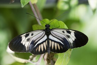 Postman butterfly (Heliconius melpomene), Passion flower butterfly, releasable