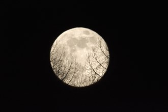 Full moon over deciduous forest, Lower Saxony, Germany, Europe