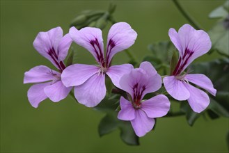 Geranium (Pelargonium hybride)