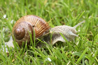 Burgundy snail (Helix pomatia), Rhineland-Palatinate, Germany, Europe