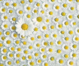 Marguerite and , Common daisy, Thousand