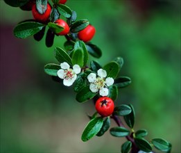 Rock-Cotoneaster (Cotoneaster)