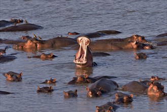 Hippos (Hippopotamus amphibius) in the Luangwa River, South Luangwa National Park, Zambia, Africa