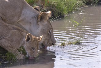 Lion (Panthera leo) drinking, young with mother, Nsefu sector, South Luangwa National Park, Zambia,