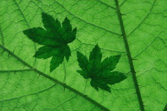 Maple leaves Olympic National Park ( Acer spec.) , Shadow, Washington, USA, North America