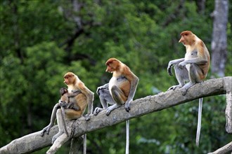 Proboscis monkeys (Nasalis larvatus), female and young, Labuk Bay, Sabah, Borneo, slender monkeys,