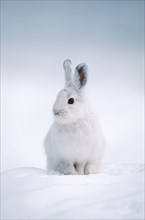 Snowshoe Hare (Lepus americanus), Montana, USA, North America