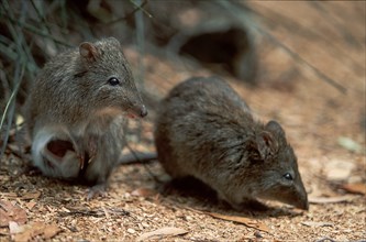 Long-nosed potoroos (Potorous tridactylus), rat kangaroos, rat kangaroos, long-nosed rabbit