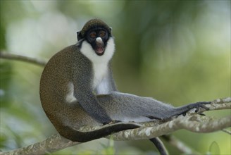 Lesser White-nosed Monkey, Kleine Weissnasenmeerkatze, Lesser White-nosed Guenon (Cercopithecus