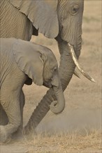 African Bush Elephants (Loxodonta africana), cow with a calf, Amboseli National Park, Rift Valley