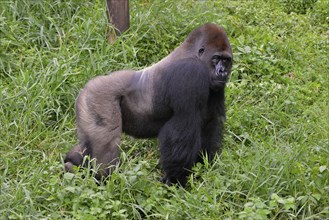 Western Lowland Gorilla (Gorilla gorilla gorilla), male, silverback, captive, South-West Region,