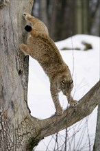 European Lynx (Lynx lynx) in winter (Felis lynx)