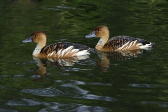 Fulvous Whistling Ducks (Dendrocygna bicolor)