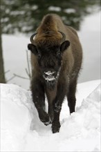 European Bison (Bison bonasus)