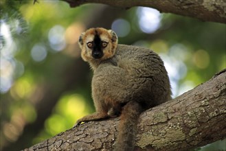 Red-fronted lemur, male, Berenty Private Reserve (Lemur fulvus rufus), Madagascar, Africa