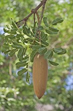 Saussage tree fruit, Kruger National Park, kigelia (Kigelia africana)