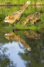 American Red Fox (Vulpes vulpes fulva) with cubs