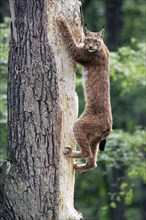 Eurasian lynx (Lynx lynx)