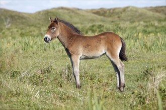 Exmoor pony, foal, sideways