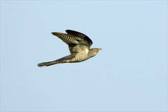 Common Cuckoo (Cuculus canorus), Texel, Netherlands, cuckoos