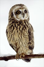 Short-eared Owl (Asio flammeus)