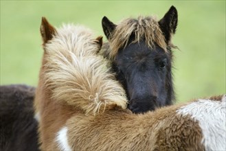 Icelandic ponies, foals, mutual grooming, Icelanders