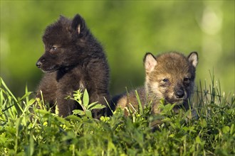 Timber Wolves, cubs (Canis lupus), cub