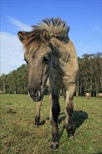 Dülmen wild horse, foal, Merfelder Bruch, Dülmen, North Rhine-Westphalia, Germany, Europe