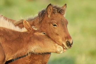 Icelandic Horses, foals, Icelandic ponies, foals, Icelanders