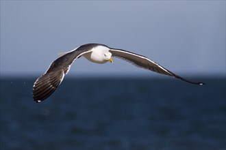 Flying Lesser black-backed gull (Larus fuscus), Helgoland, Germany, Europe