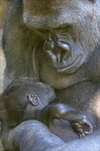 Western Gorilla, female with young (Gorilla gorilla gorilla)