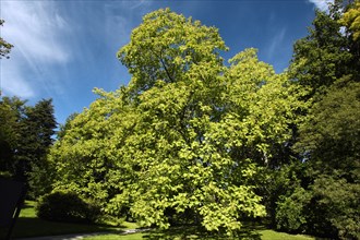 Indian Bean-Tree, mountain park Wilhelmshohe, Kassel, Hessen, Germany (Catalpa bignonioides),