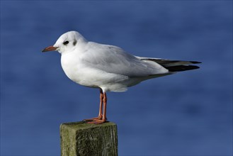 Black-headed Gull (Larus ridibundus), winter plumage, Northumberland, England, side