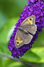 Meadow-brown on (Buddleia), Lower Saxony, Germany, Meadow (Maniola jurtina) Brown, Europe